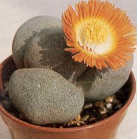 Pleiospilos bolusii